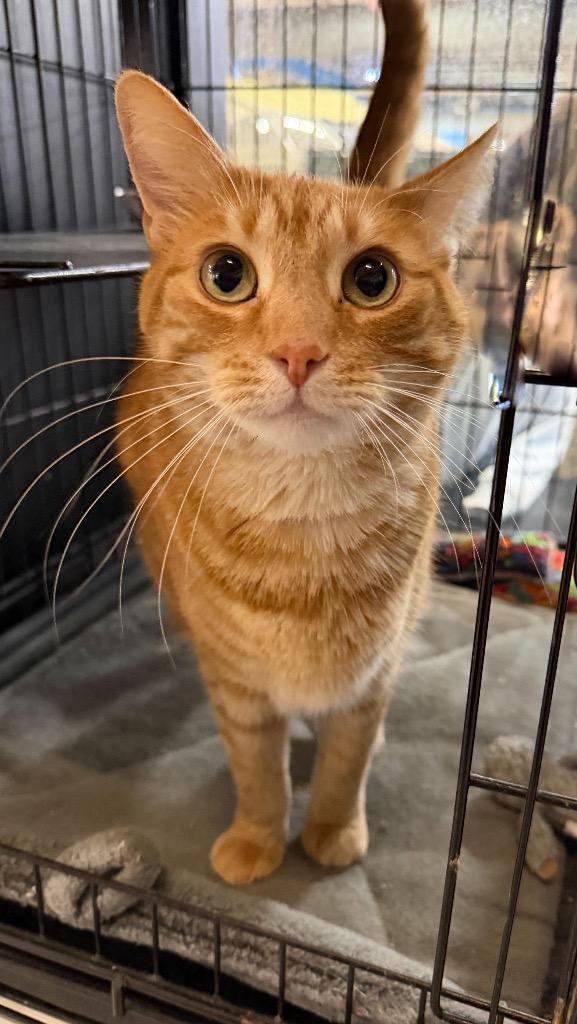 Enlarge Nosey, a Adoptable mixed breed in Lancaster, PA image 2/2