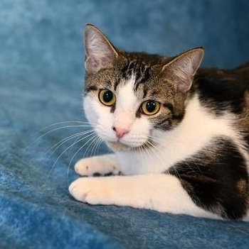 Smokey — thumbnail 4