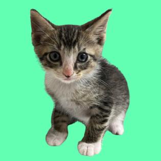 TUSC-Stray-83287_2 — thumbnail 2