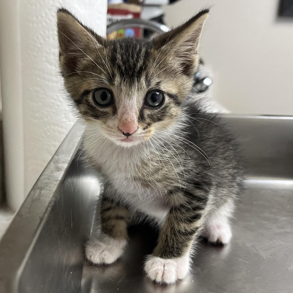 TUSC-Stray-83287_2 — thumbnail 3