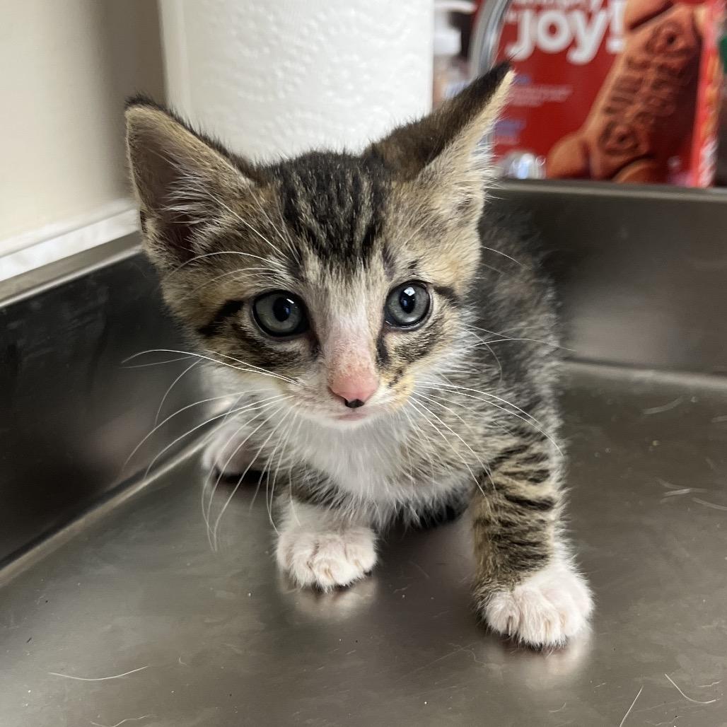 TUSC-Stray-83287_2 — thumbnail 4