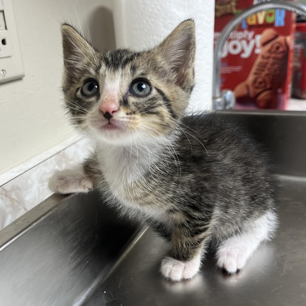 TUSC-Stray-83287_2 — thumbnail 5