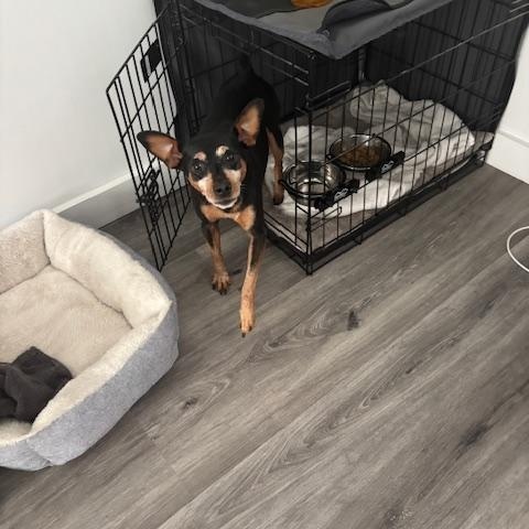 Enlarge Tucker, a Adopted Miniature Pinscher in Carlsbad, CA image 1/5