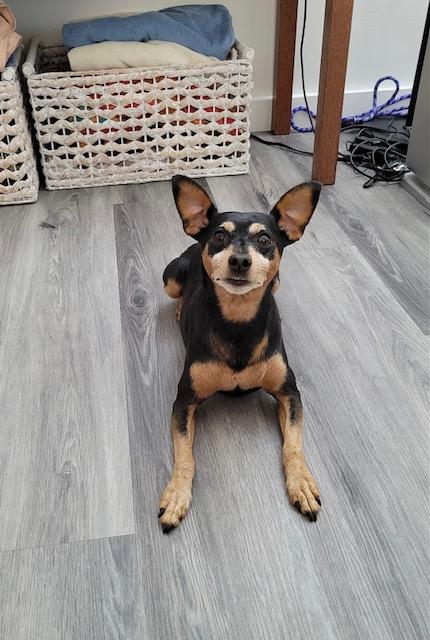 Enlarge Tucker, a Adopted Miniature Pinscher in Carlsbad, CA image 2/5