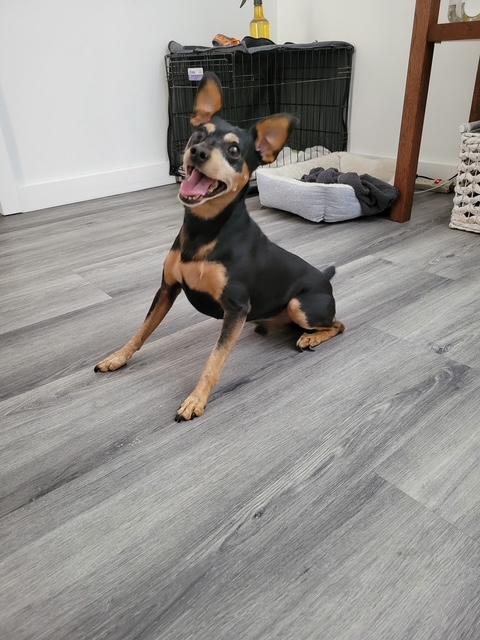 Enlarge Tucker, a Adopted Miniature Pinscher in Carlsbad, CA image 3/5