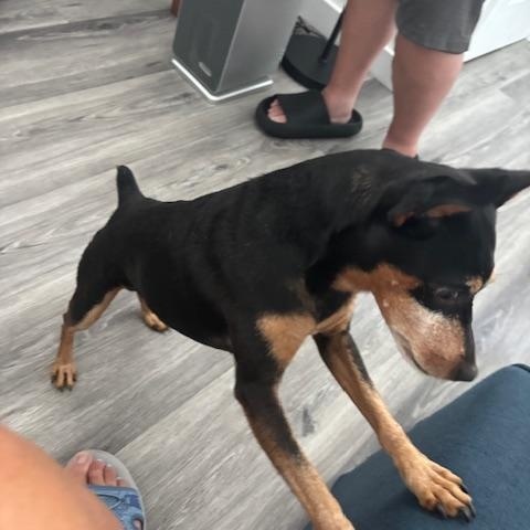 Enlarge Tucker, a Adopted Miniature Pinscher in Carlsbad, CA image 4/5