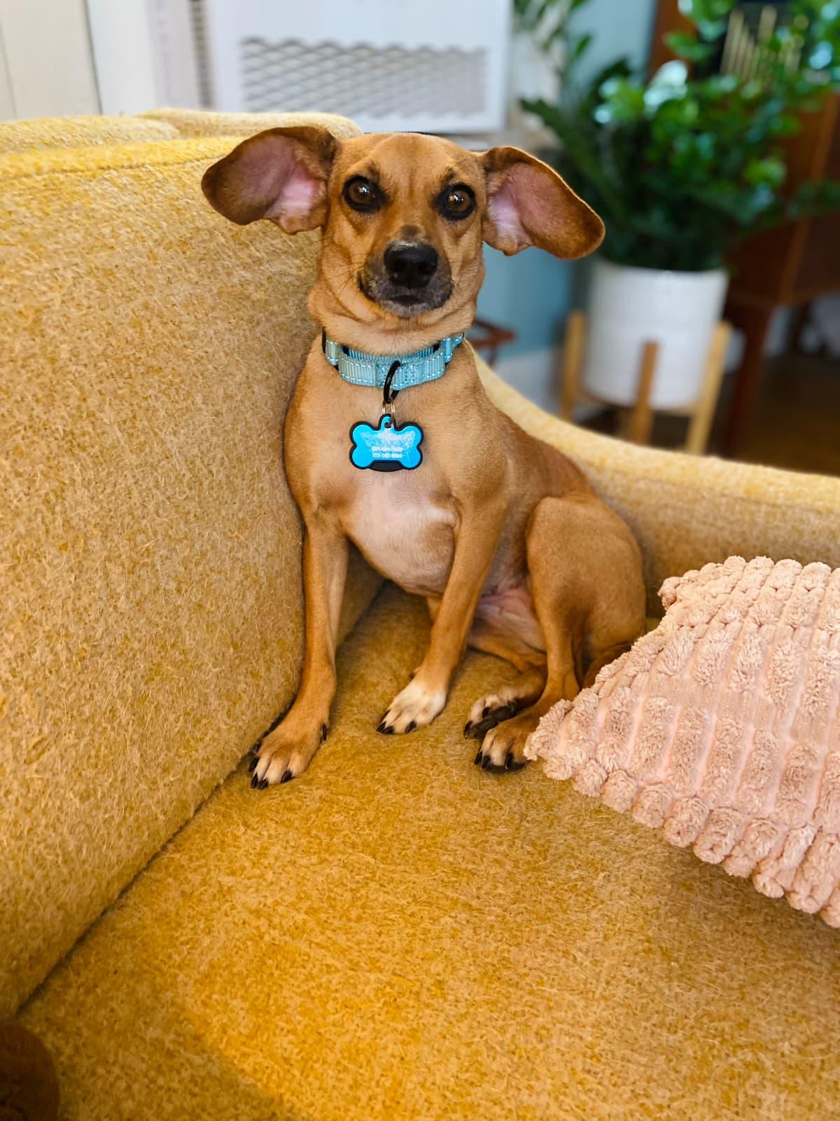 Enlarge Canella, a Adopted Chihuahua in Portland, OR image 3/6