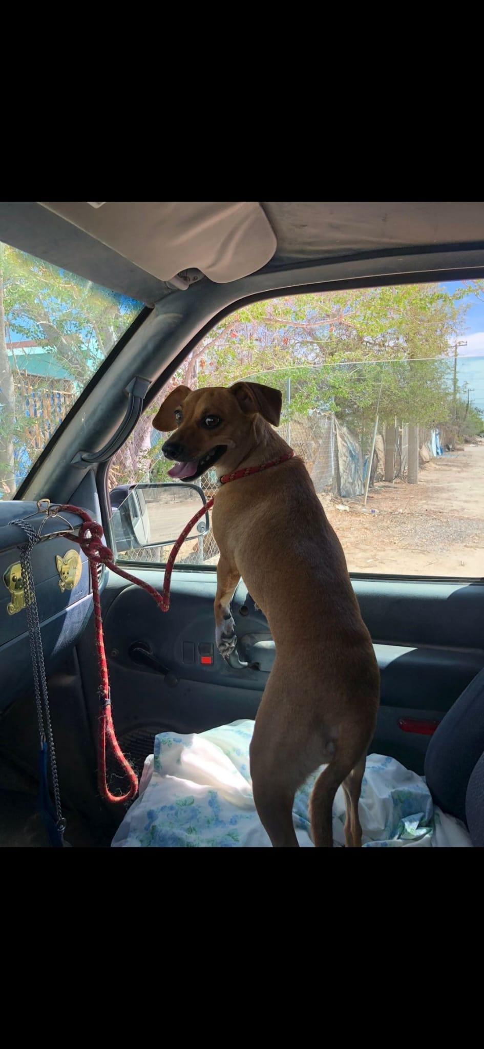 Enlarge Canella, a Adopted Chihuahua in Portland, OR image 6/6