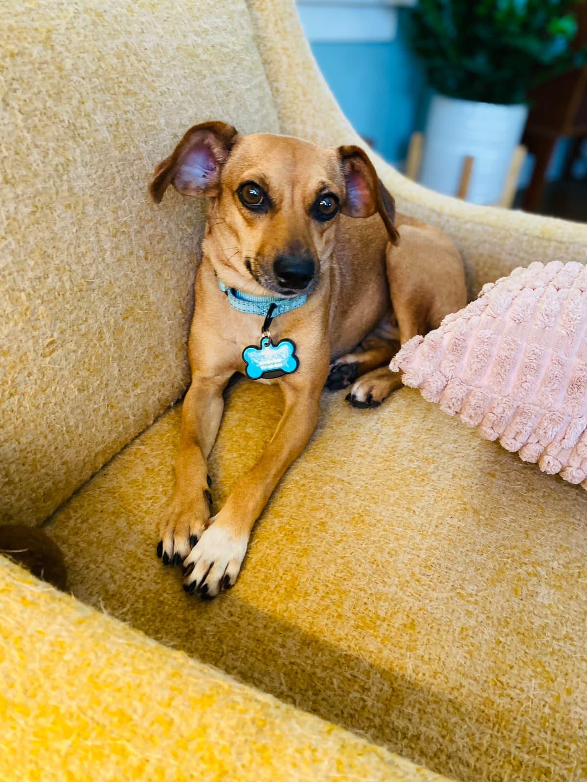 Enlarge Canella, a Adopted Chihuahua in Portland, OR image 1/6