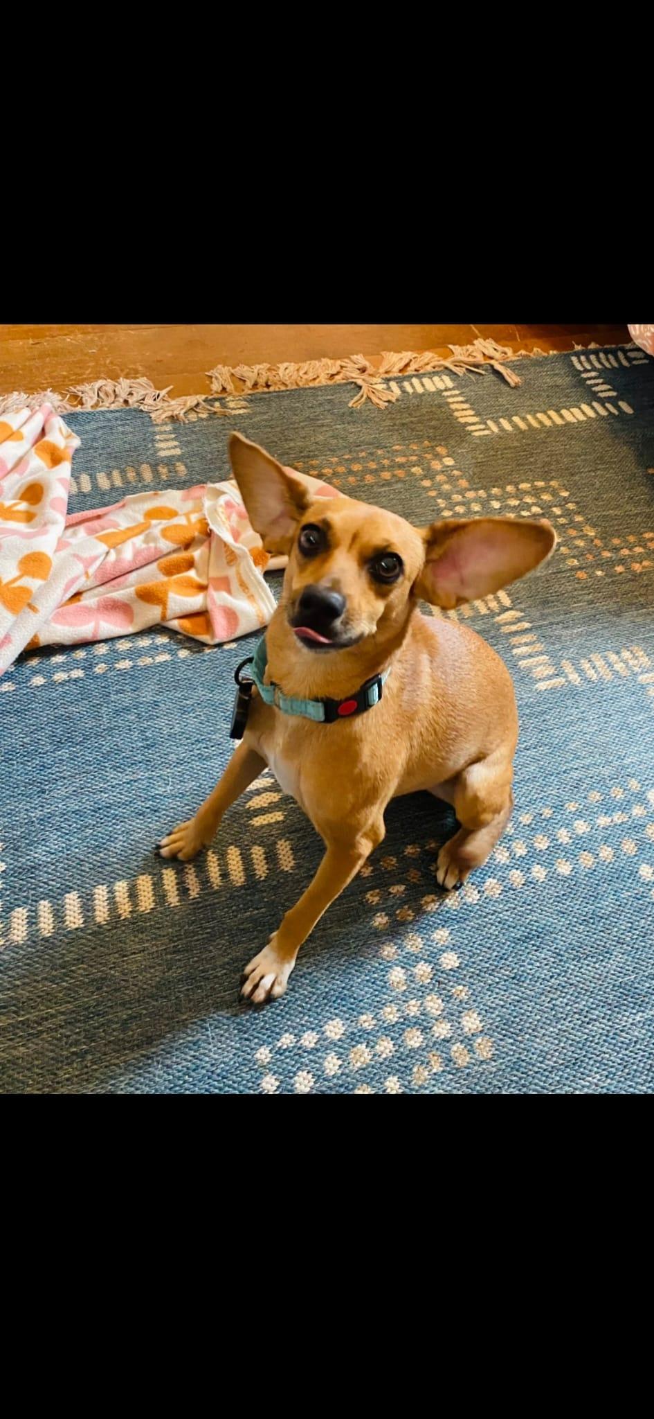 Enlarge Canella, a Adopted Chihuahua in Portland, OR image 2/6