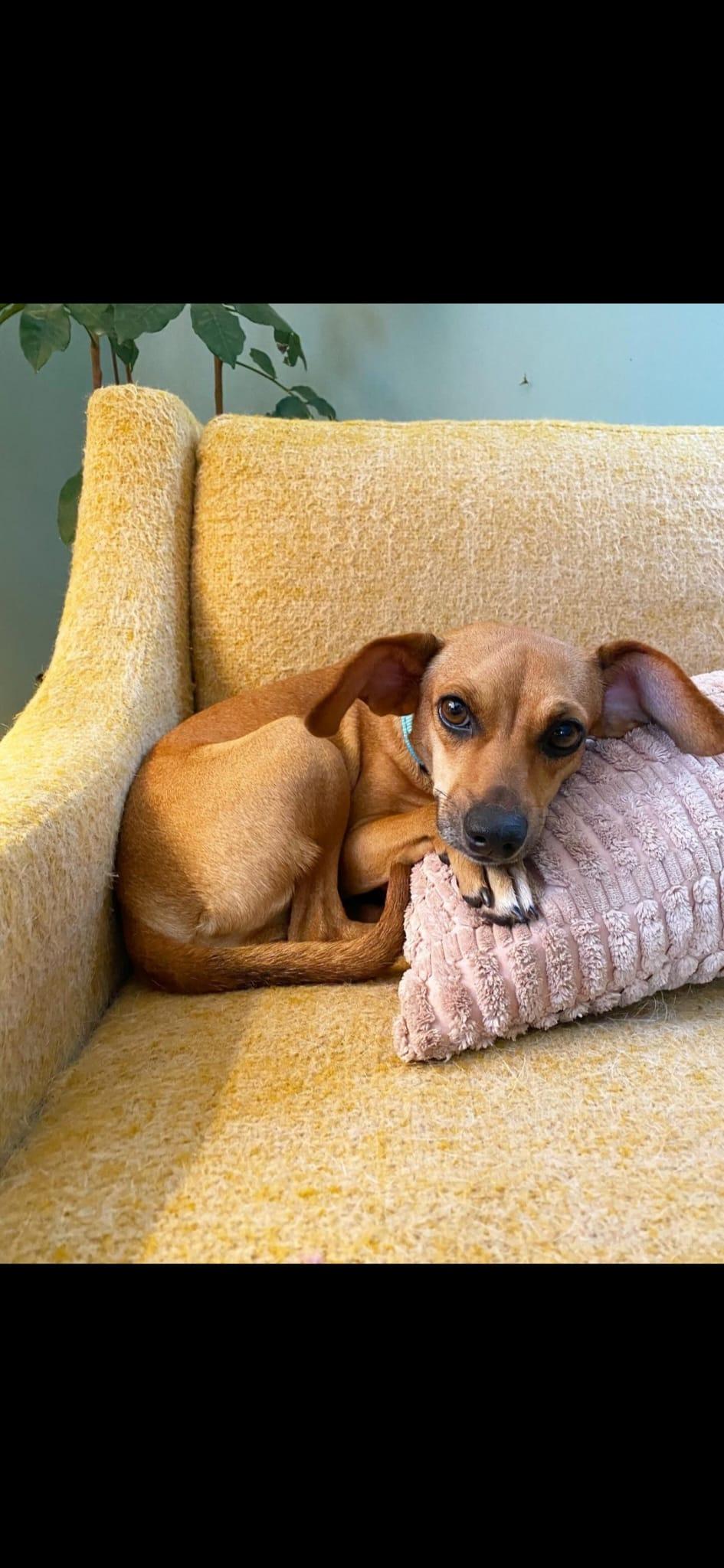 Enlarge Canella, a Adopted Chihuahua in Portland, OR image 4/6