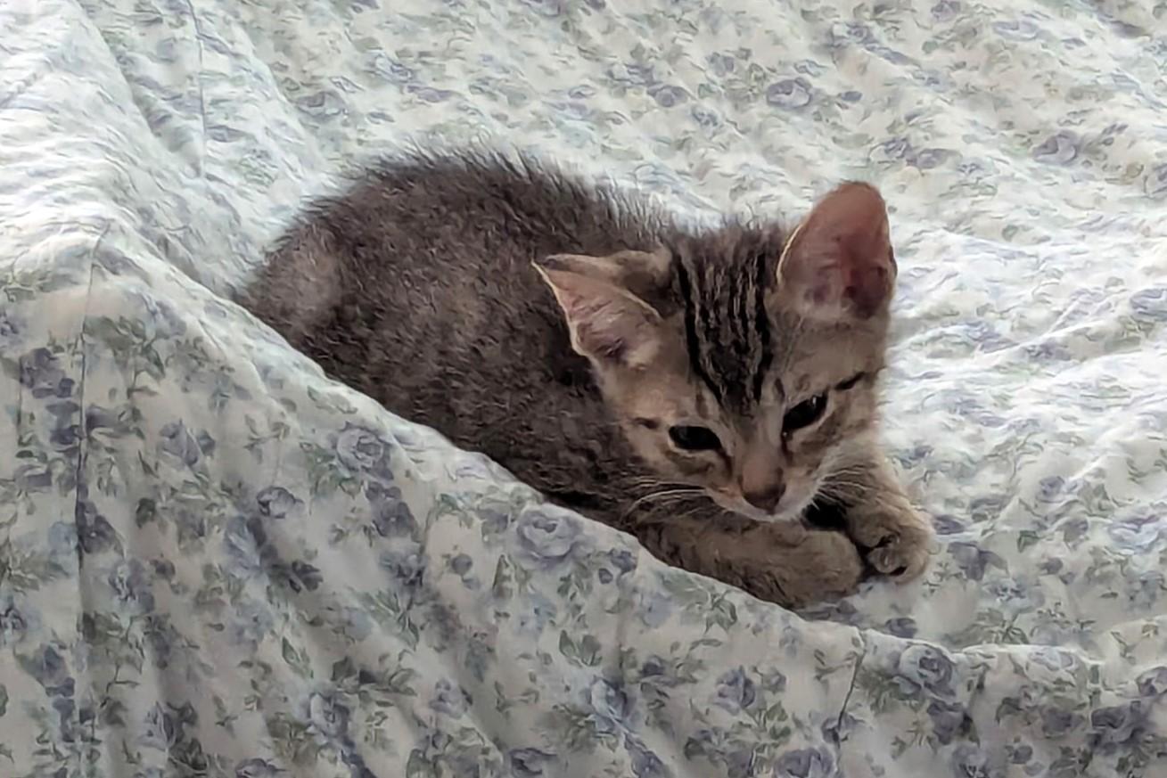 Peepsqueak , an adopted Domestic Short Hair in Rossville, TN image 3/6