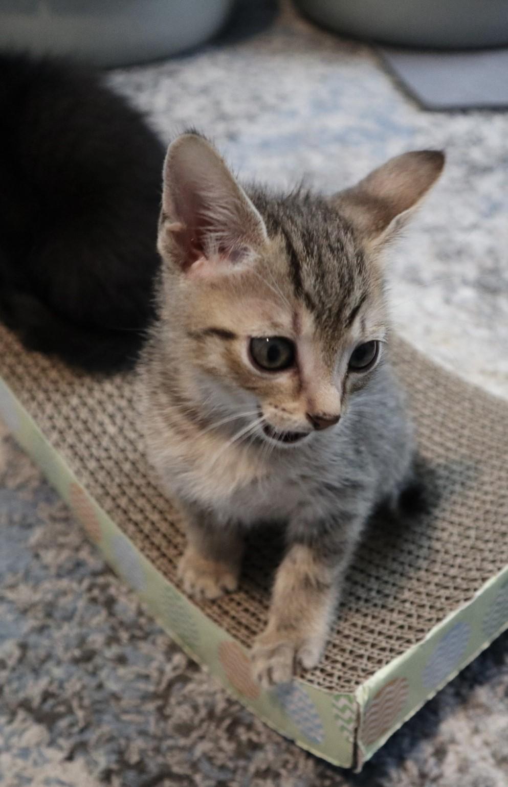 Peepsqueak , an adopted Domestic Short Hair in Rossville, TN image 4/6