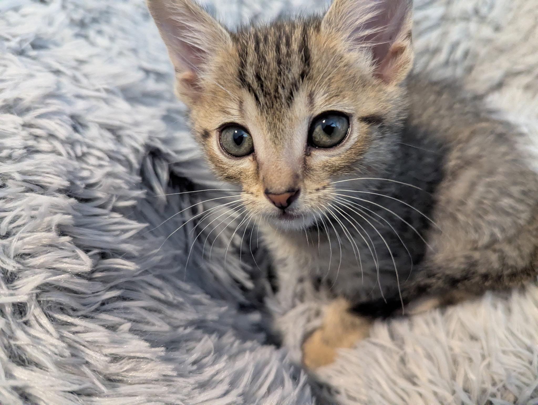Peepsqueak , an adopted Domestic Short Hair in Rossville, TN image 5/6