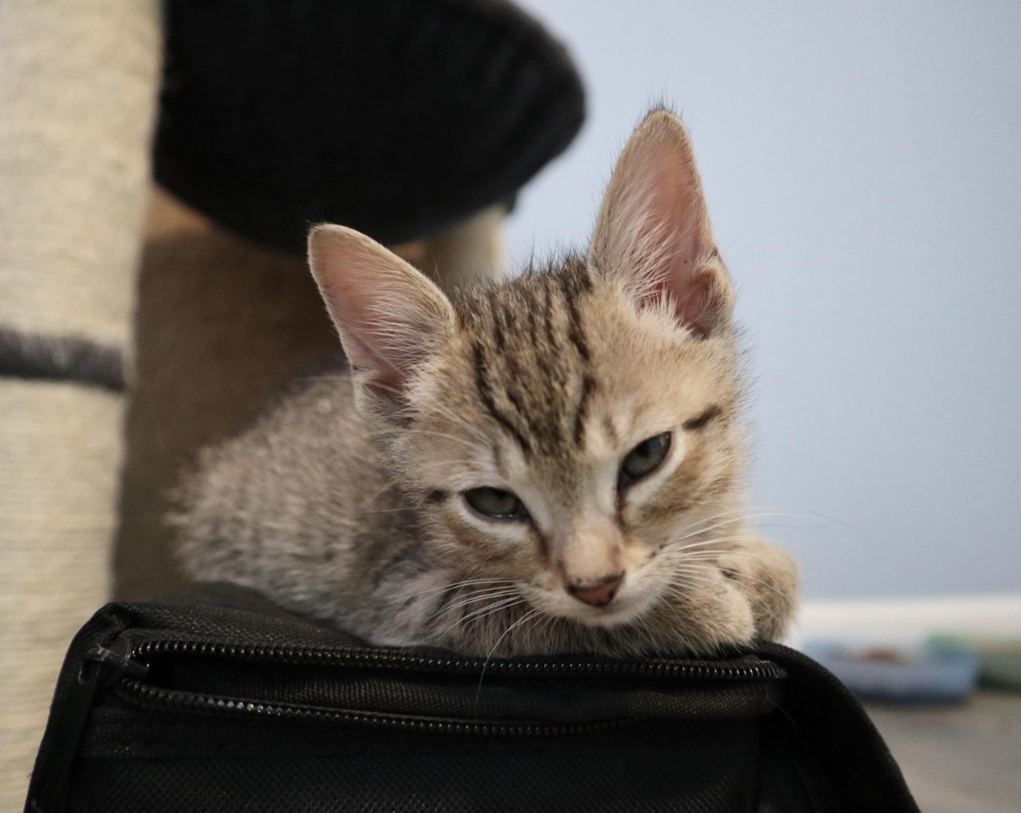 Peepsqueak , an adopted Domestic Short Hair in Rossville, TN image 6/6