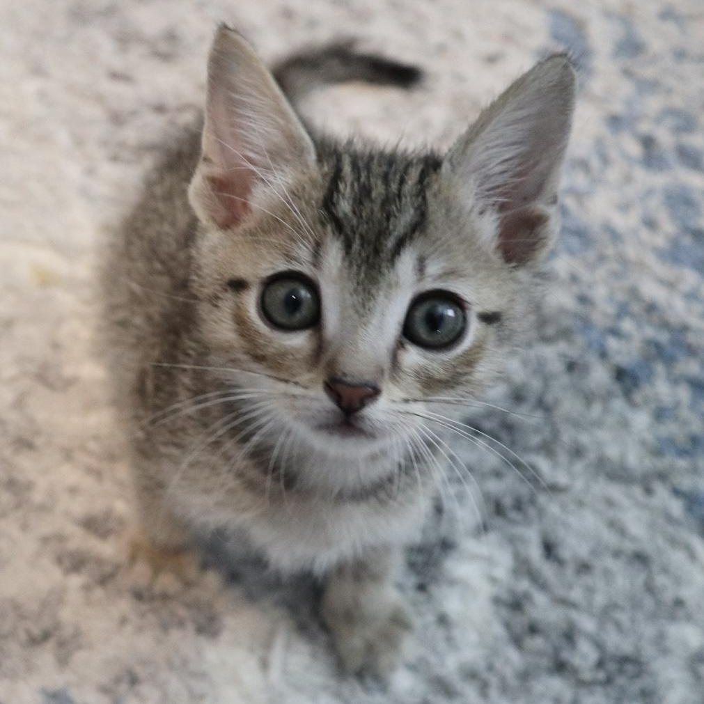 Peepsqueak , an adopted Domestic Short Hair in Rossville, TN image 2/6