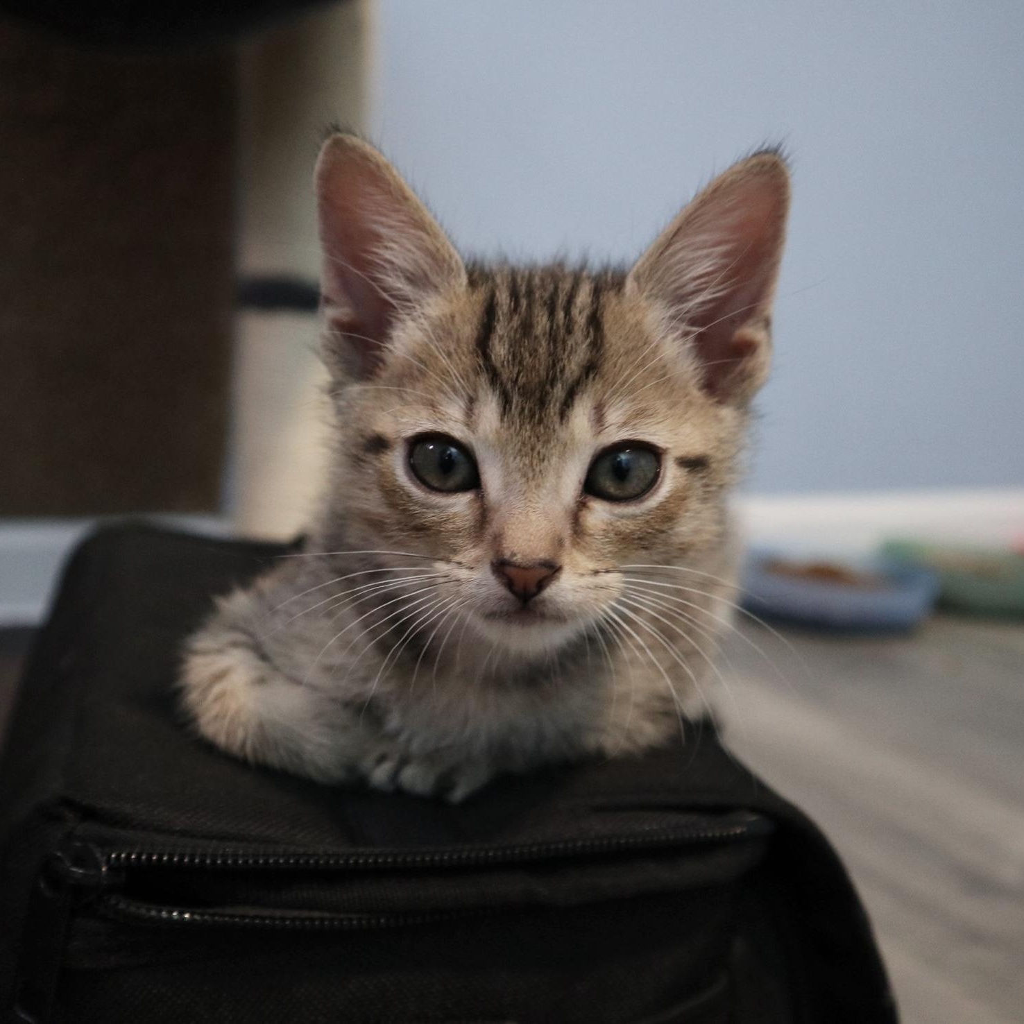 Peepsqueak , an adopted Domestic Short Hair in Rossville, TN image 1/6