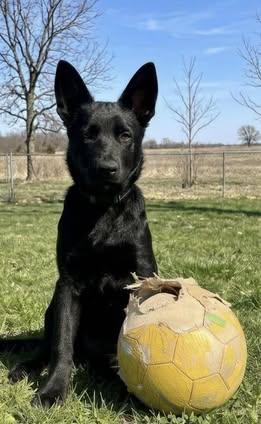 Enlarge Moxie, an adopted mixed breed in Watertown, WI image 1/5