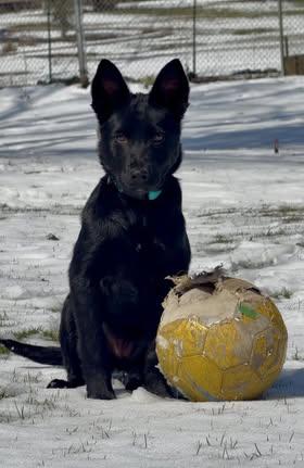 Enlarge Moxie, an adopted mixed breed in Watertown, WI image 4/5