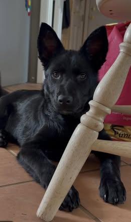 Enlarge Moxie, an adopted mixed breed in Watertown, WI image 3/5