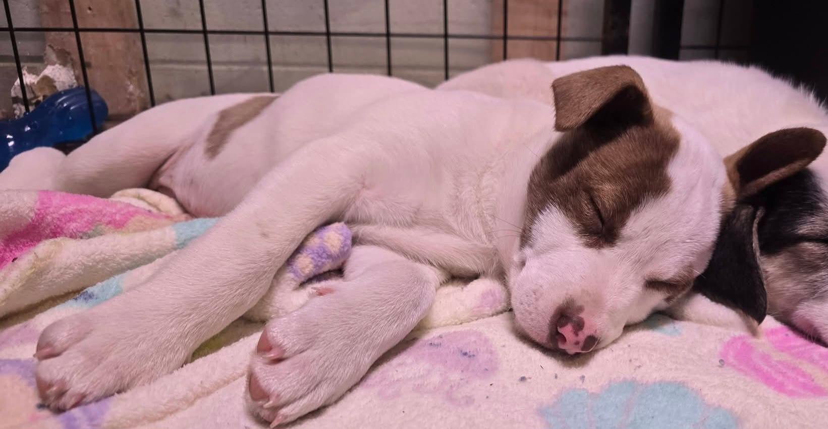 Enlarge Fairy, a ADOPTABLE mixed breed in Grand Rapids, MI image 1/1