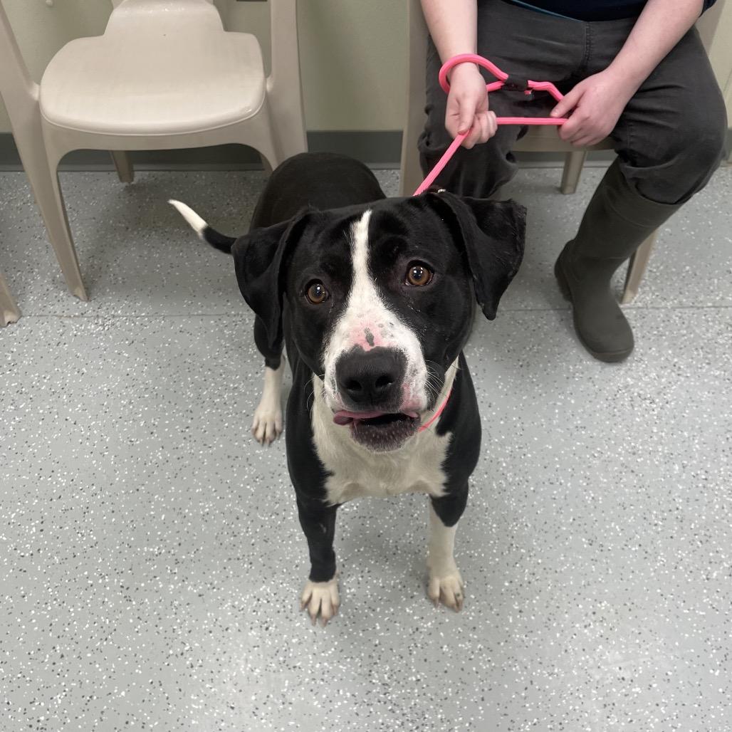 Jameson, Adoptable, Adult Male Terrier & Mixed Breed.