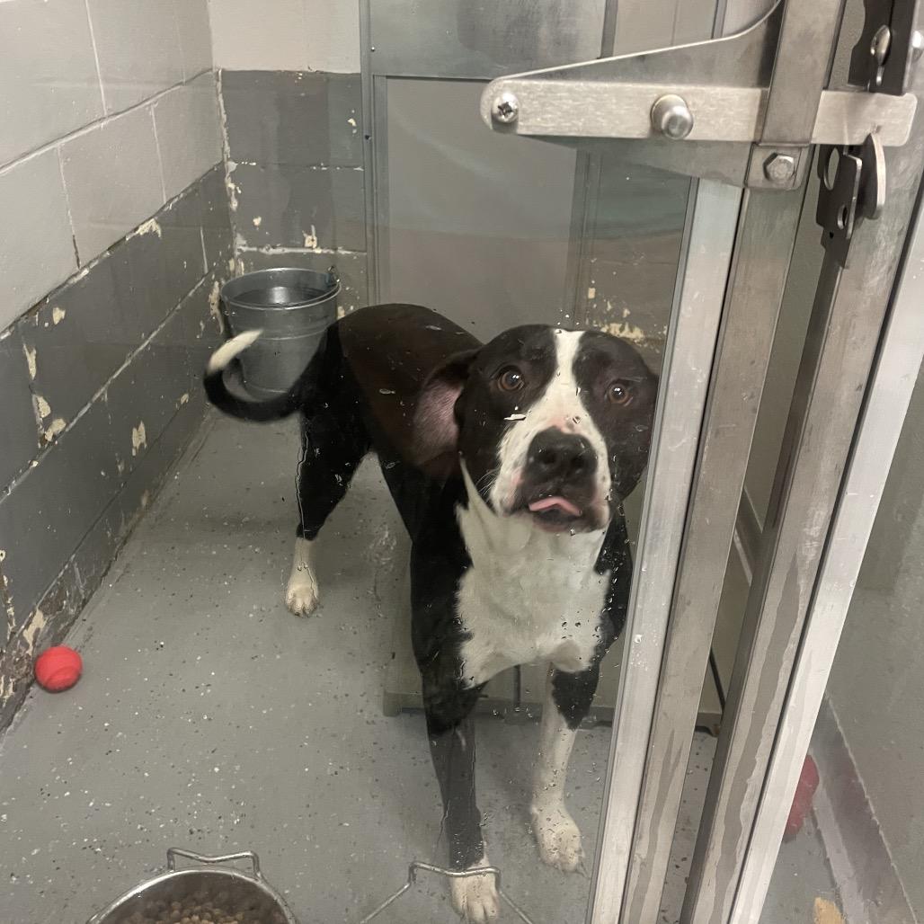 Enlarge Jameson, a Adoptable mixed breed in Galax, VA image 2/2