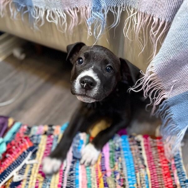 Toffee Butterscotch Bean