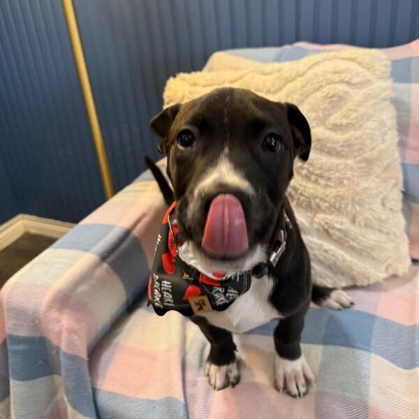 Toffee Butterscotch Bean — thumbnail 2