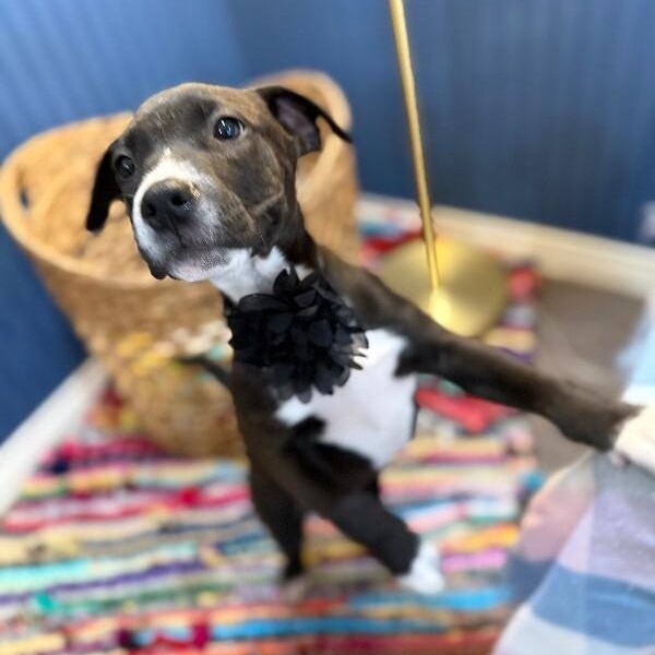 Toffee Butterscotch Bean — thumbnail 3