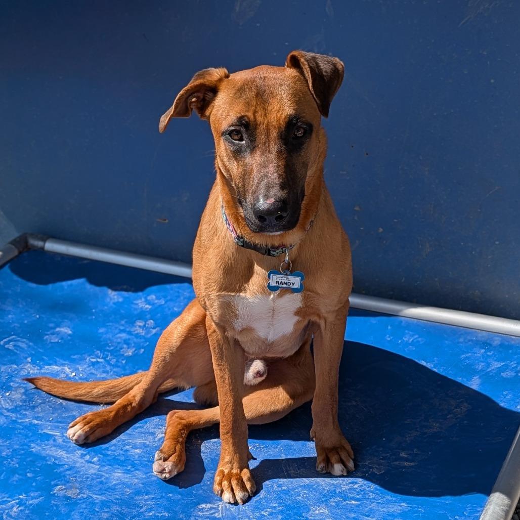 Randy, a Adoptable Labrador Retriever in Wake Forest, NC image 1/6