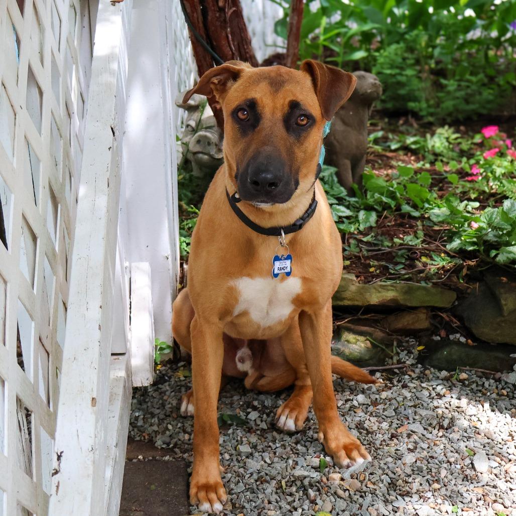 Randy, a Adoptable Labrador Retriever in Wake Forest, NC image 4/6