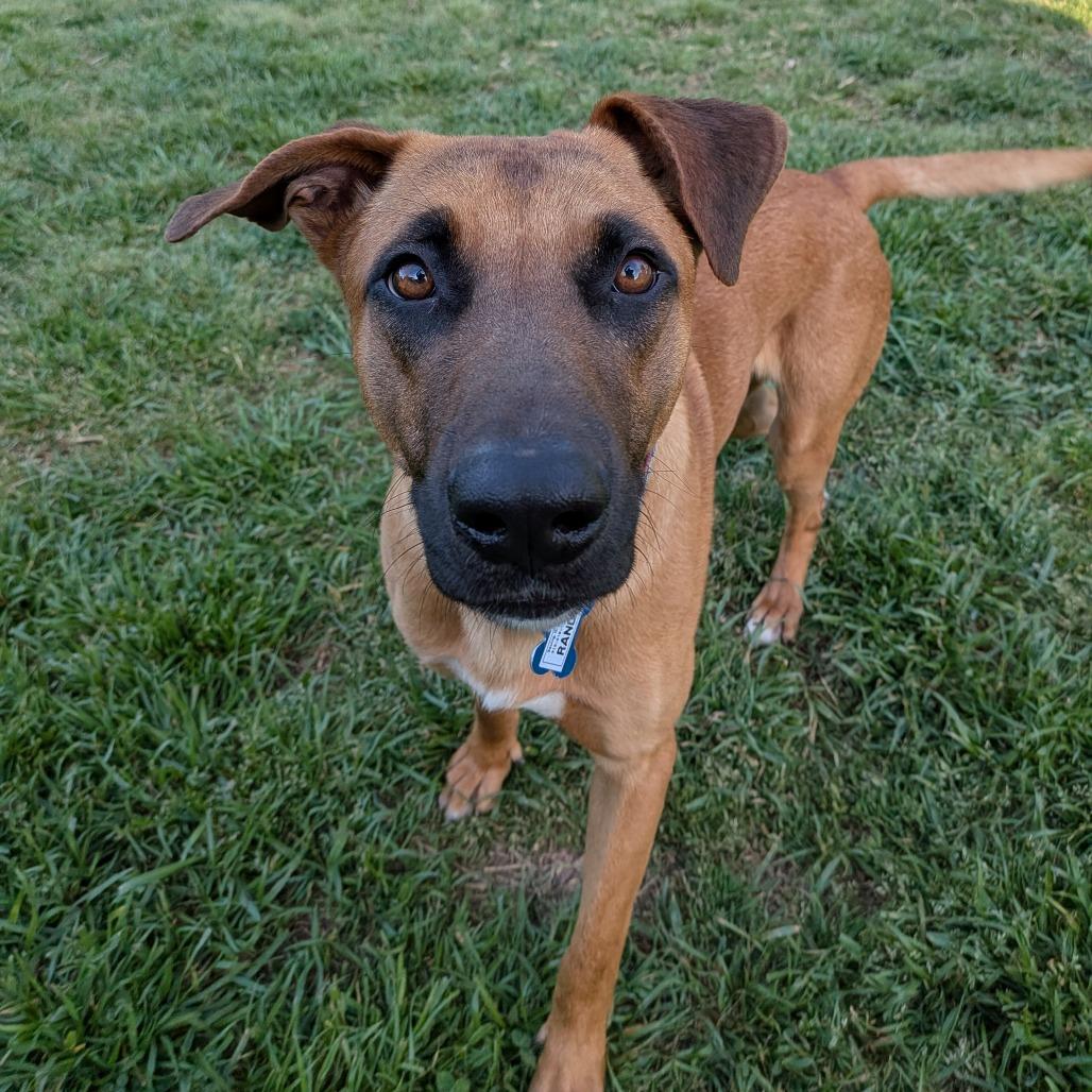 Randy, a Adoptable Labrador Retriever in Wake Forest, NC image 5/6