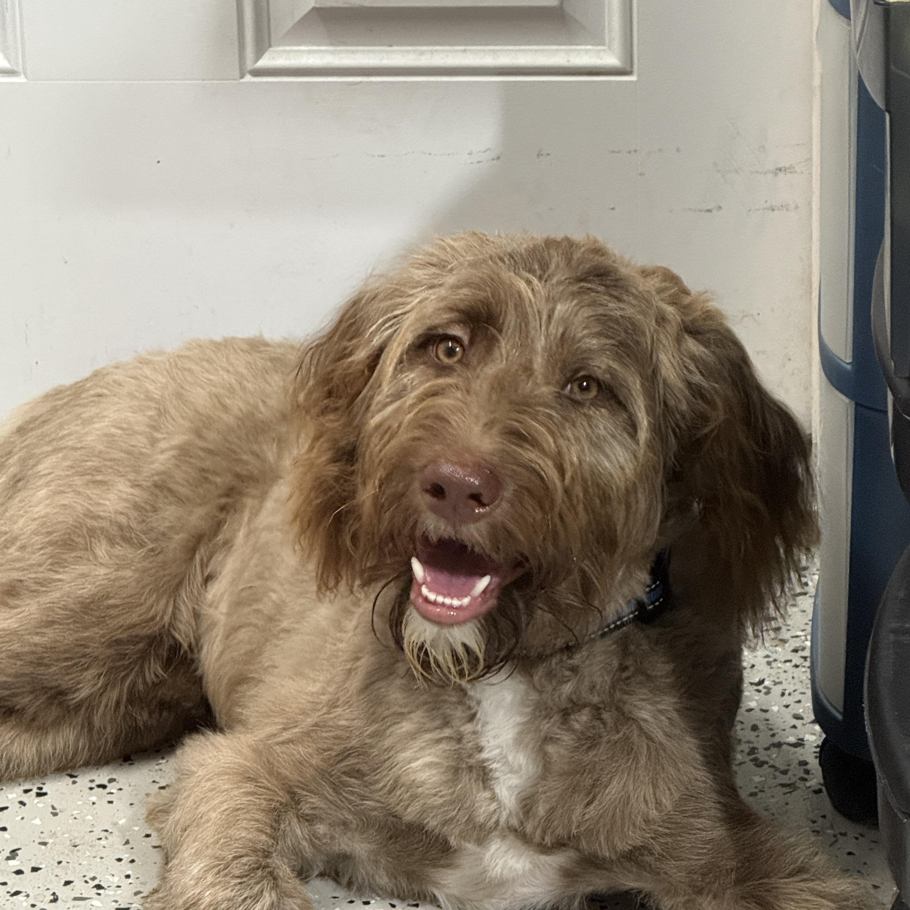 Benny, an adopted Goldendoodle in LEHIGH ACRES, FL image 1/6