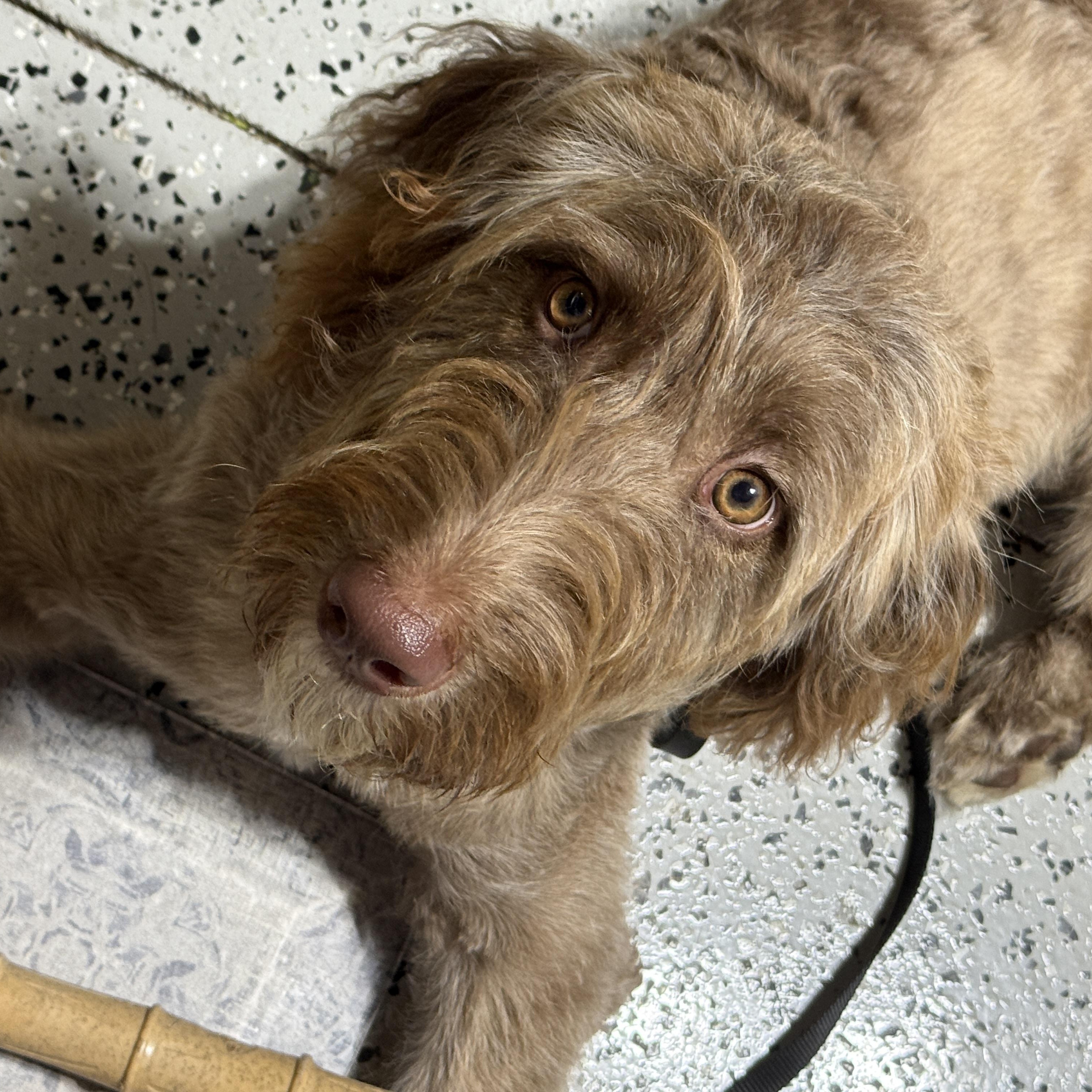 Benny, an adopted Goldendoodle in LEHIGH ACRES, FL image 2/6