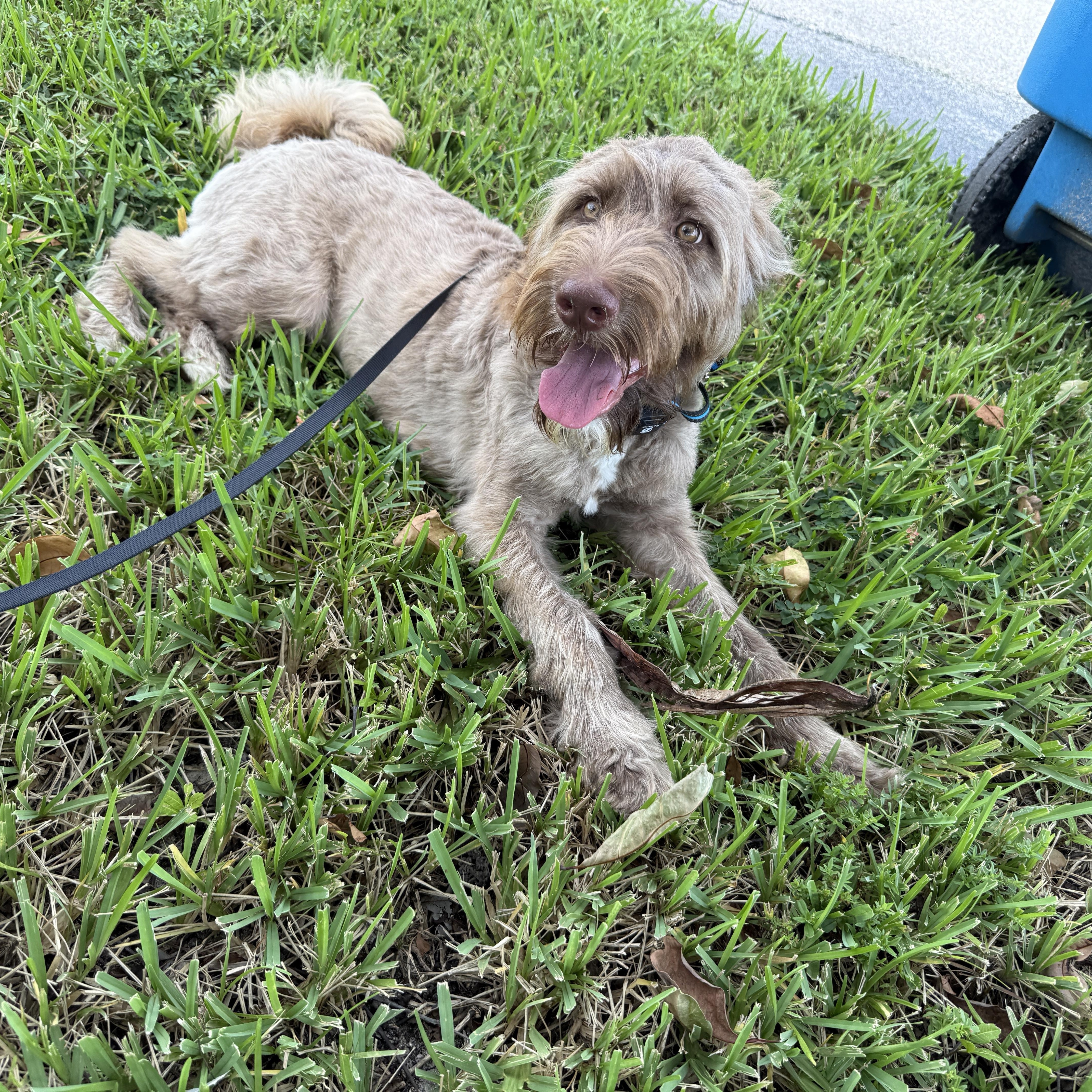 Benny, adopted, Young Male Goldendoodle.