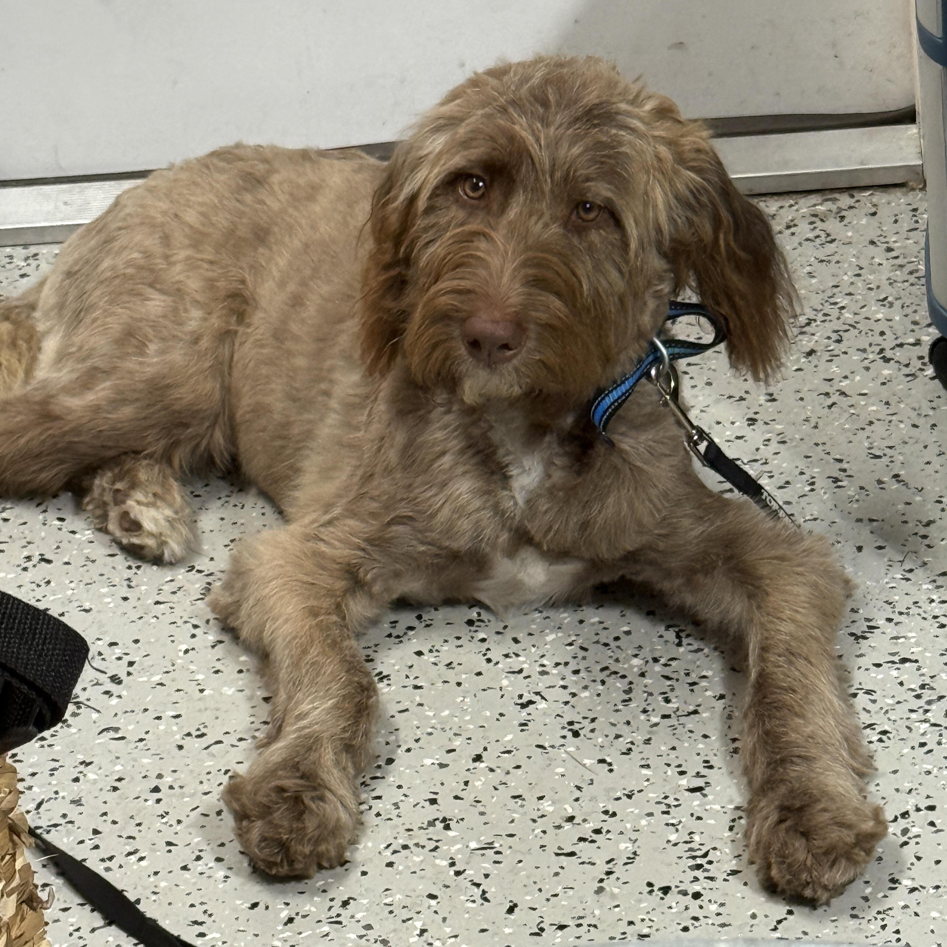 Benny, an adopted Goldendoodle in LEHIGH ACRES, FL image 5/6