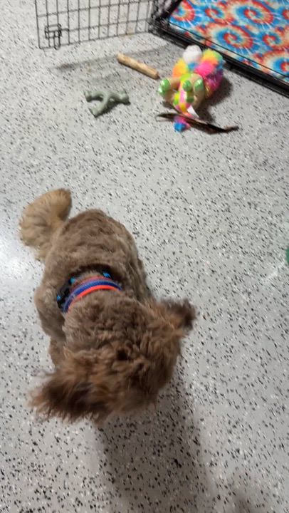 Enlarge Benny, an adopted Goldendoodle in LEHIGH ACRES, FL video 6/6