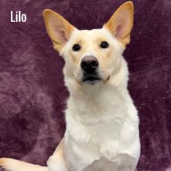 Lilo, ADOPTABLE, Adult Female German Shepherd Dog.