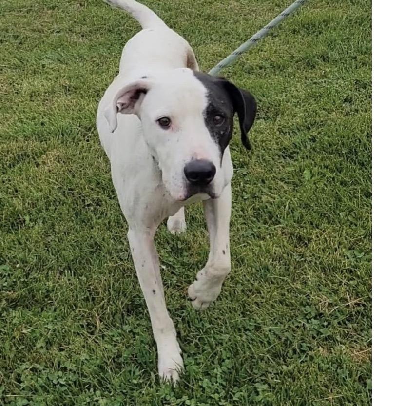 Enlarge Rocky, a Adoptable mixed breed in Spring Hill, KS image 1/6