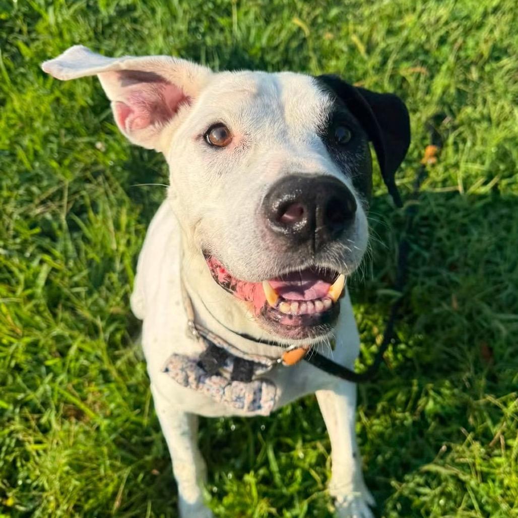 Enlarge Rocky, a Adoptable mixed breed in Spring Hill, KS image 3/6