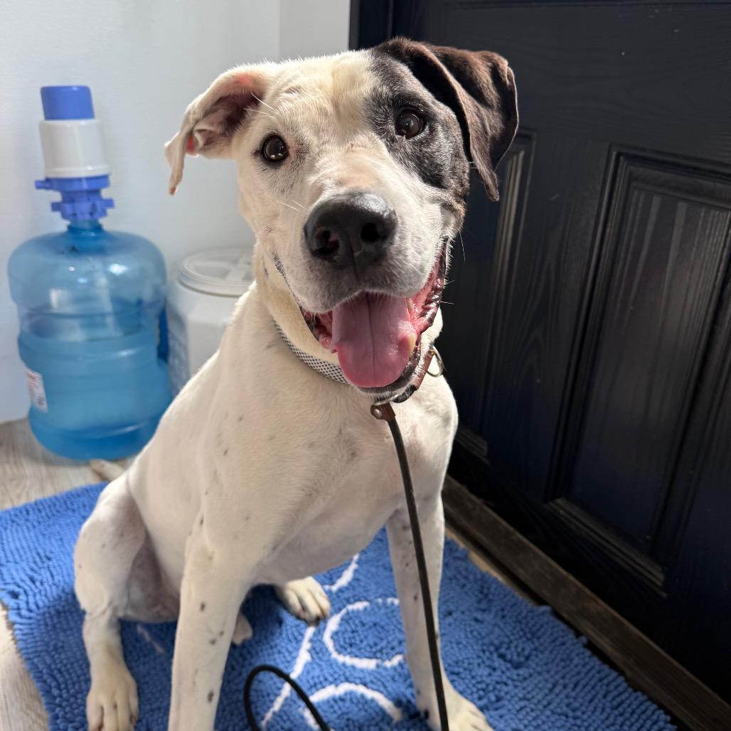 Enlarge Rocky, a Adoptable mixed breed in Spring Hill, KS image 6/6