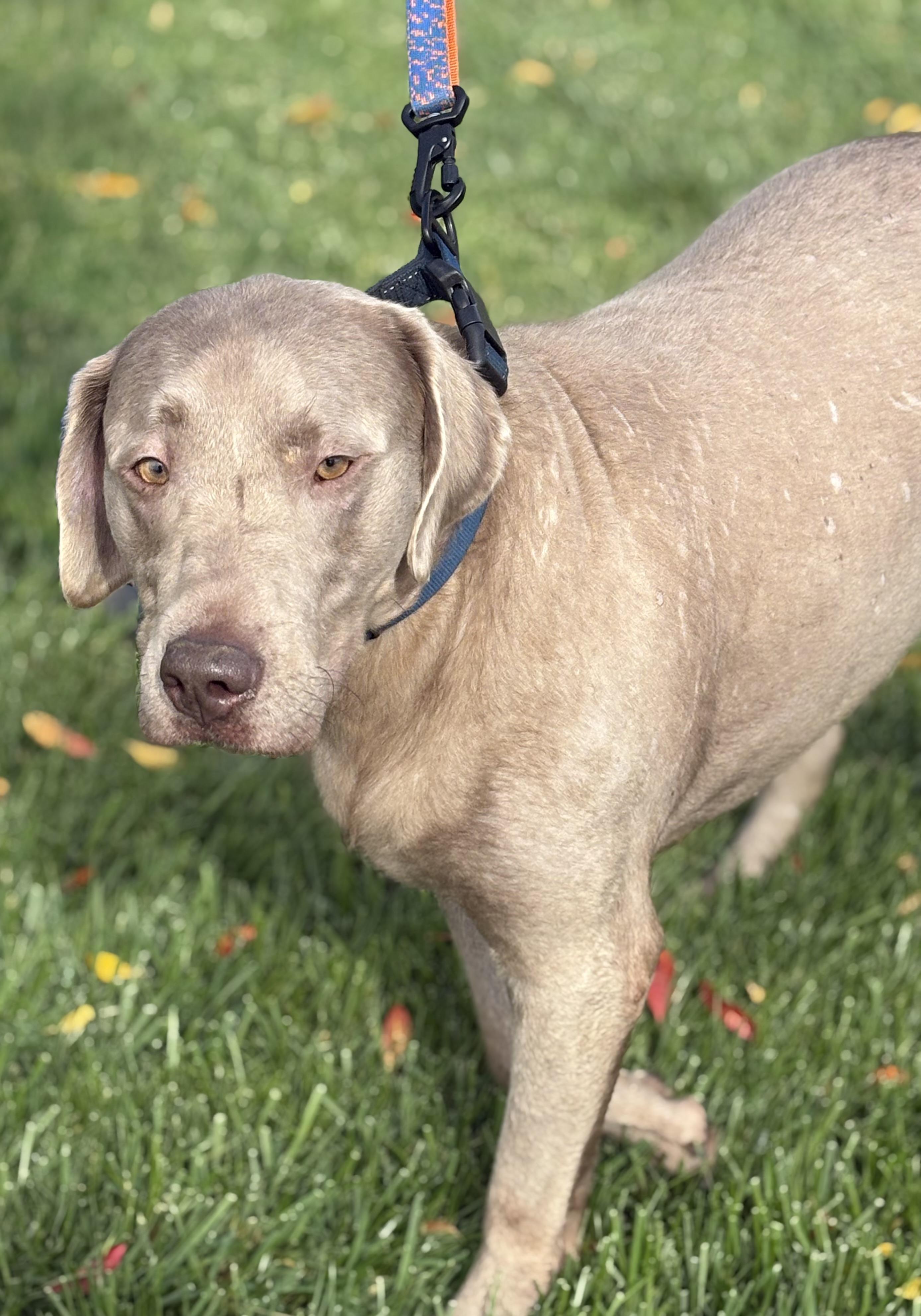 Diesel, a Adoptable Labrador Retriever in Yuba City, CA image 5/5