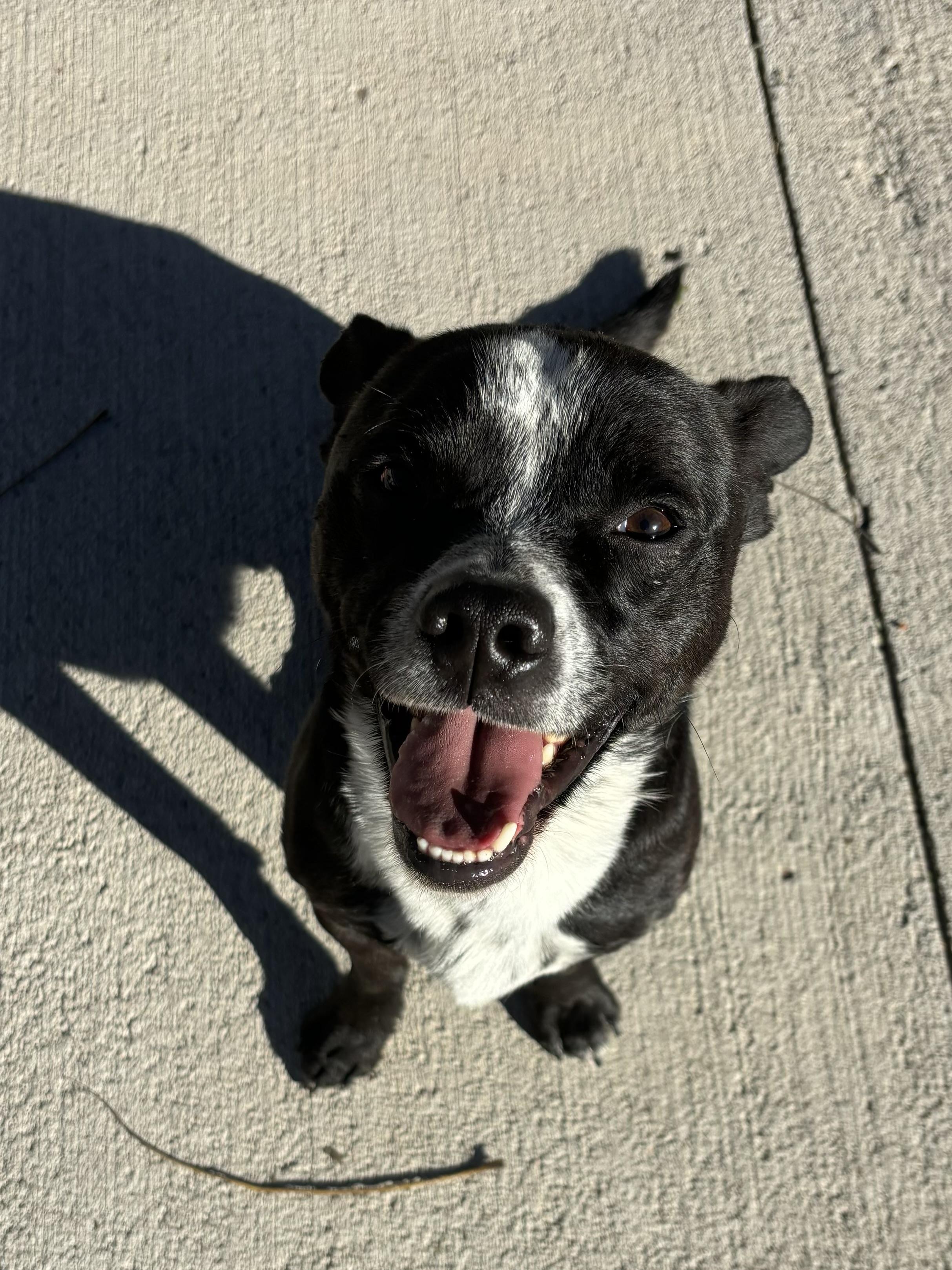 Enlarge Jaco, a Adoptable mixed breed in Pueblo, CO image 1/3