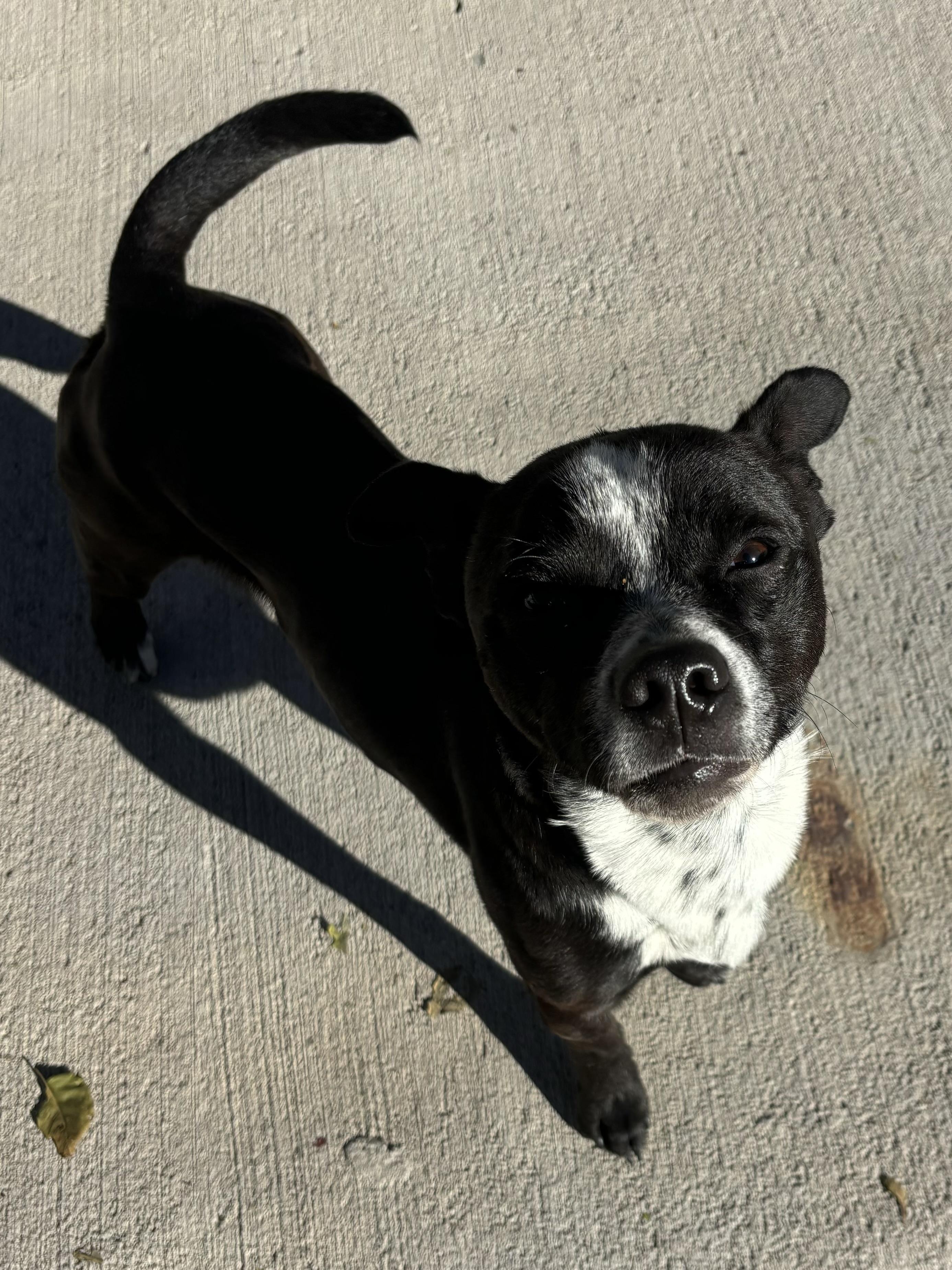 Enlarge Jaco, a Adoptable mixed breed in Pueblo, CO image 2/3