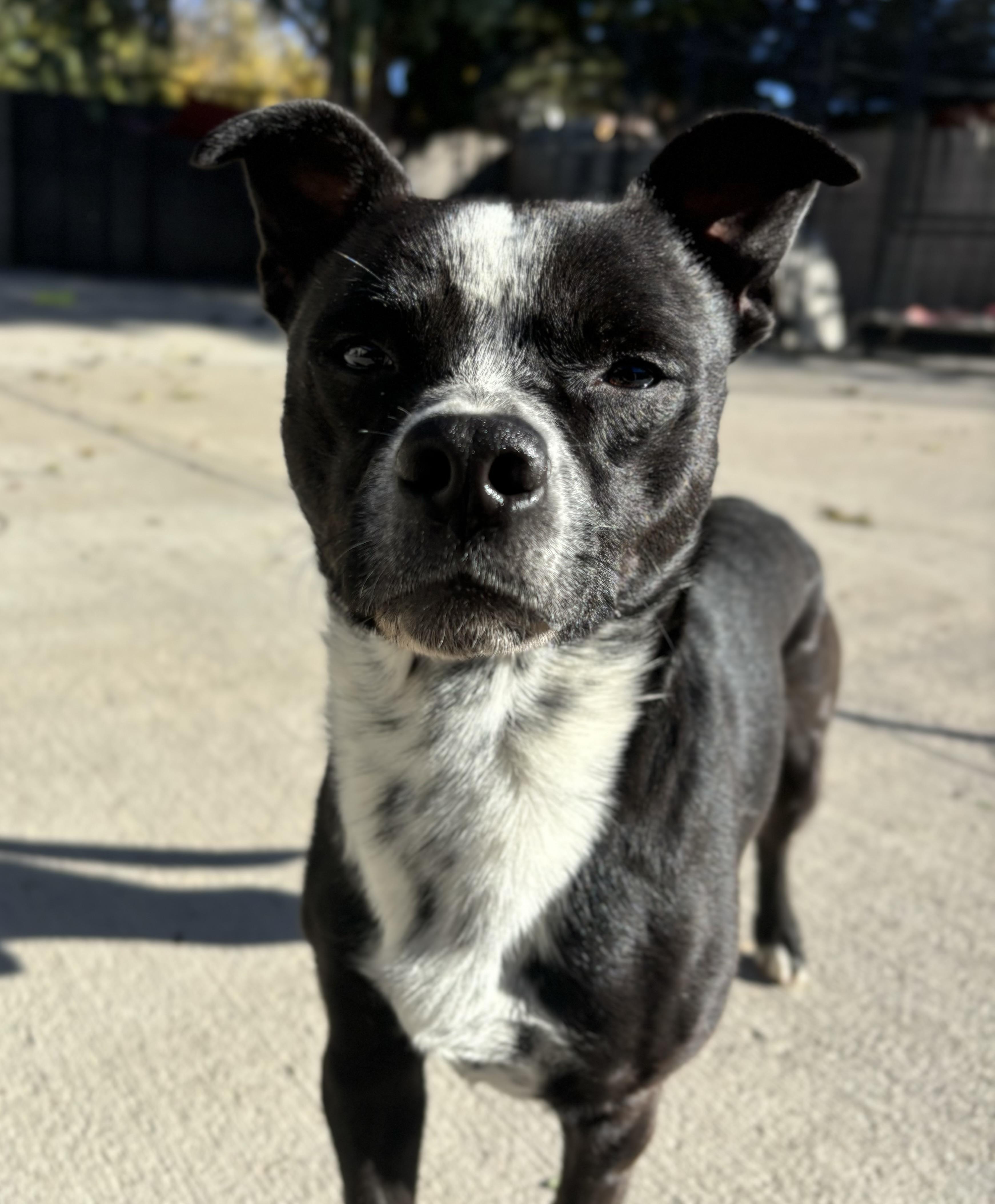 Enlarge Jaco, a Adoptable mixed breed in Pueblo, CO image 3/3