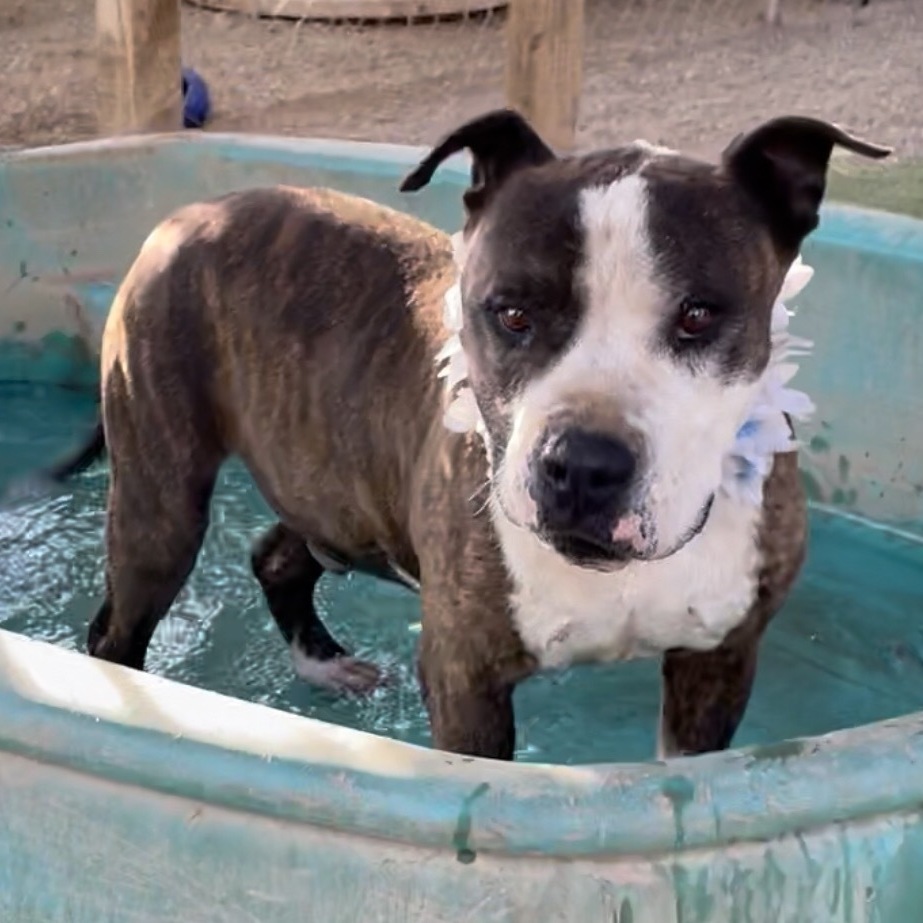 Adorable Emmett Smith_ handome brindle and white, a Adoptable mixed breed in Acton, CA image 1/12