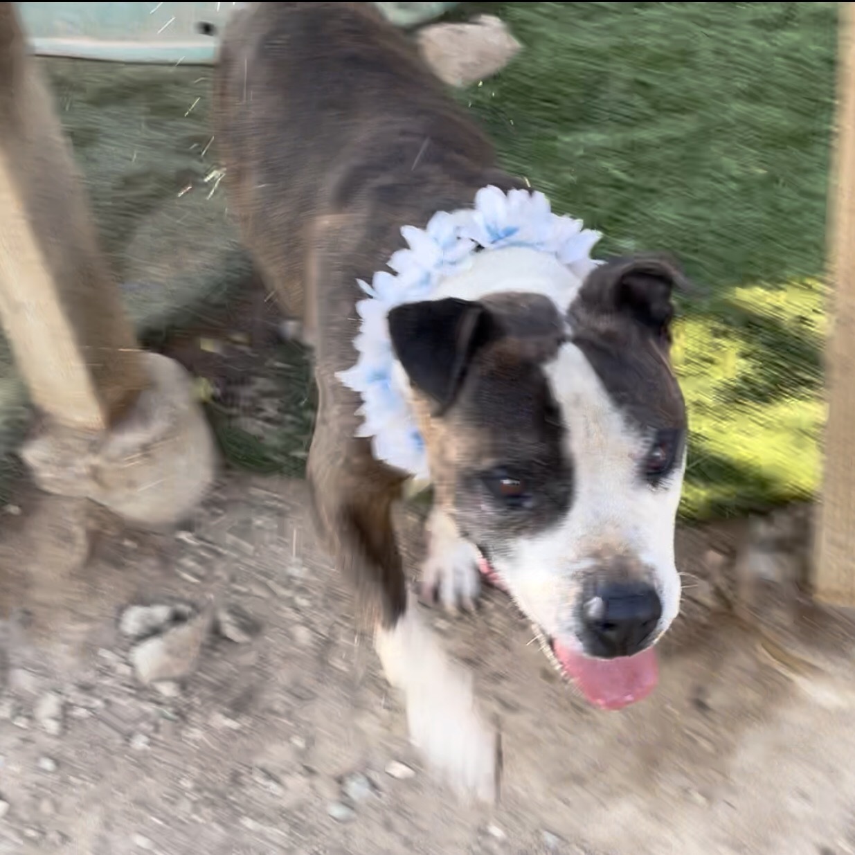 Adorable Emmett Smith_ handome brindle and white, a Adoptable mixed breed in Acton, CA image 3/12