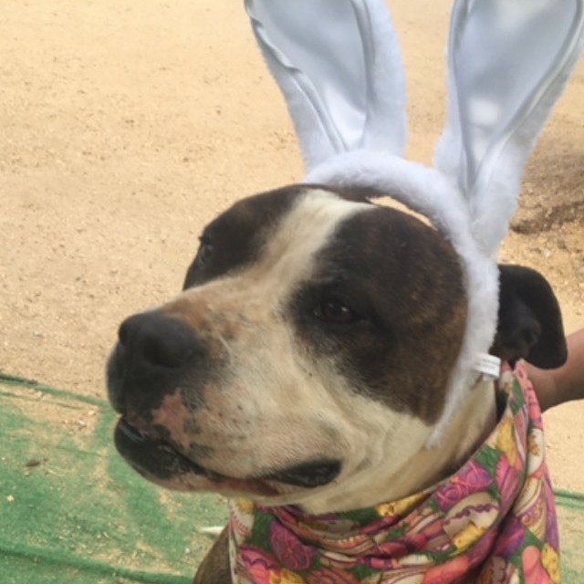 Adorable Emmett Smith_ handome brindle and white, a Adoptable mixed breed in Acton, CA image 4/12