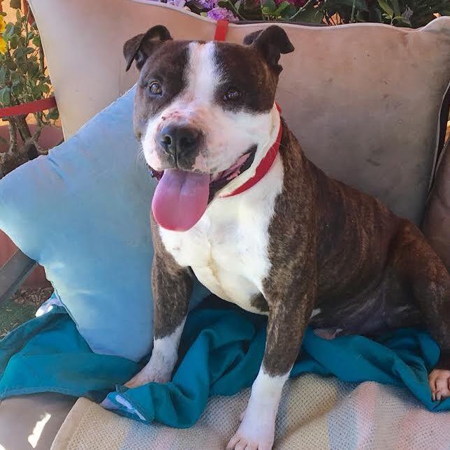 Adorable Emmett Smith_ handome brindle and white, a Adoptable mixed breed in Acton, CA image 5/12